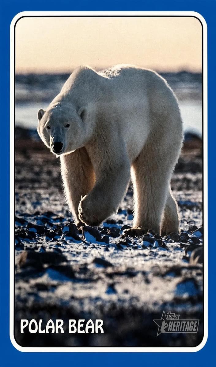 Polar Bear 2024 topps Topps Heritage