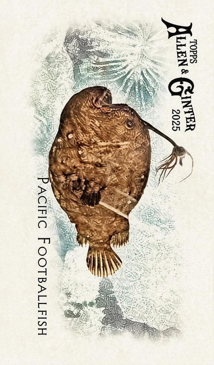 Pacific Footballfish 2025 topps Allen & Ginter