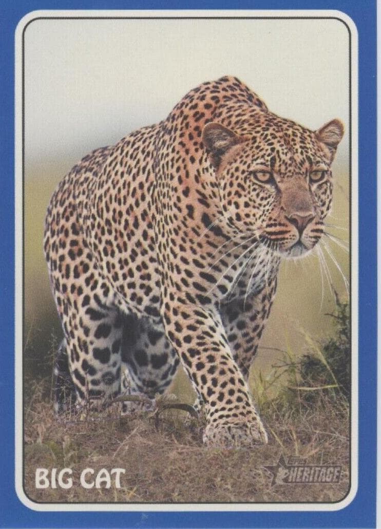 Big Cat 2024 topps Topps Heritage