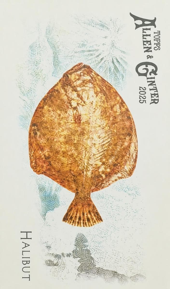 Halibut 2025 topps Allen & Ginter