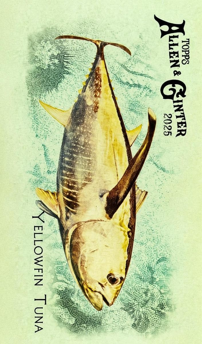 Yellowfin Tuna 2025 topps Allen & Ginter