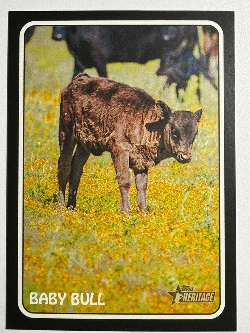 Baby Bull #75Z-19