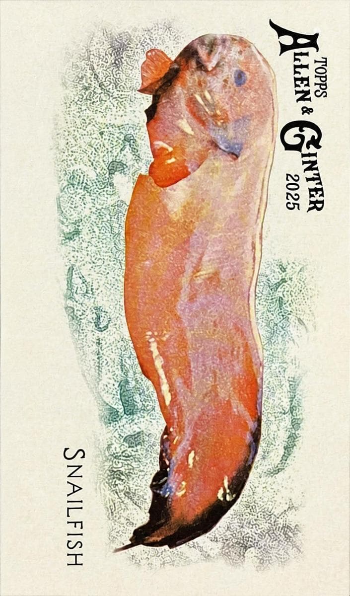 Snailfish 2025 topps Allen & Ginter