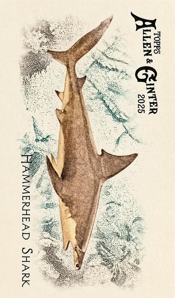 Hammerhead Shark 2025 topps Allen & Ginter