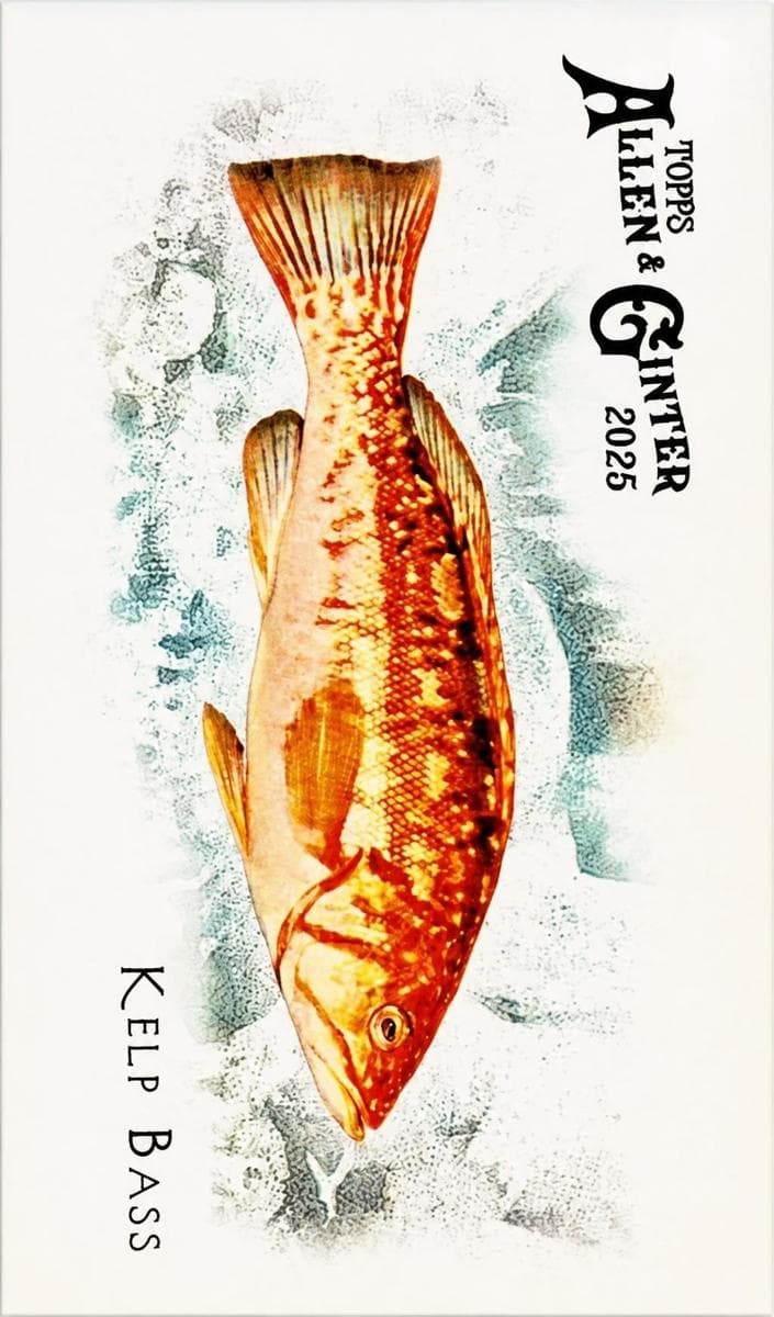 Red Mullet 2025 topps Allen & Ginter