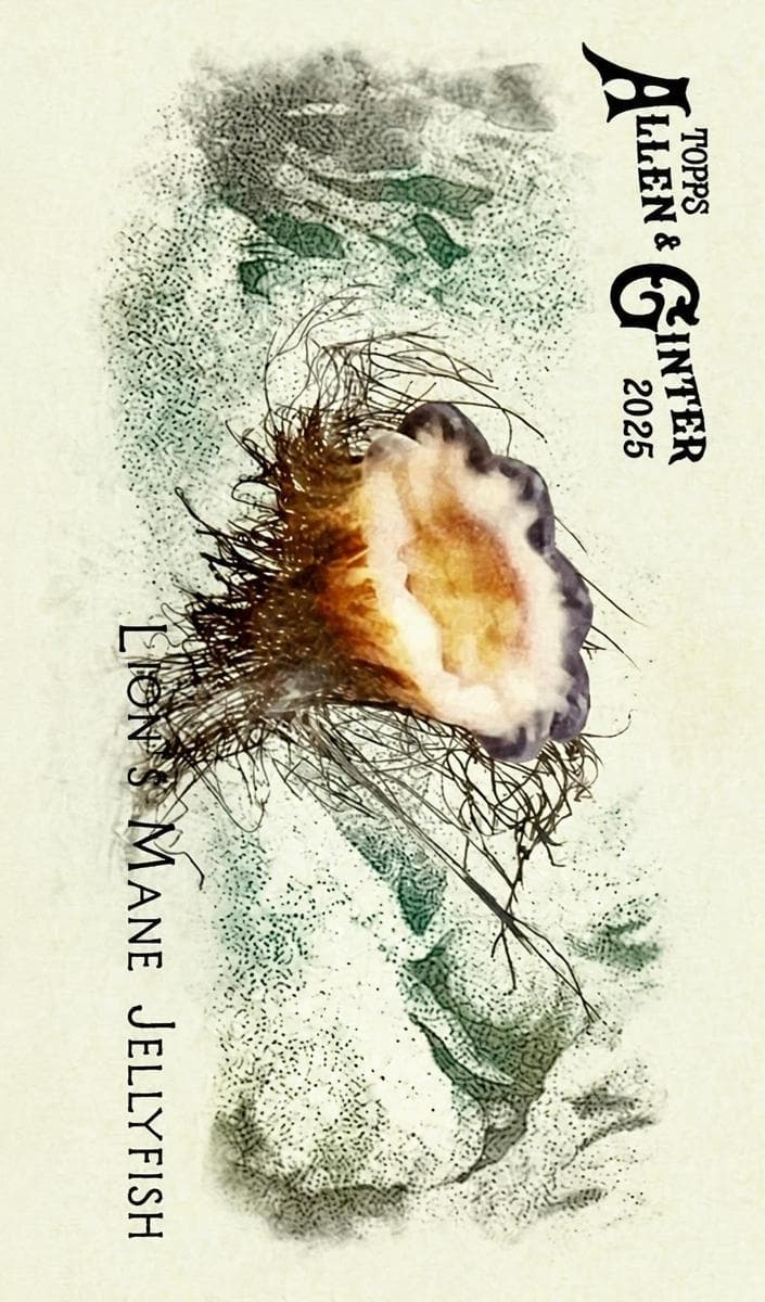 Lion's Mane Jellyfish 2025 topps Allen & Ginter