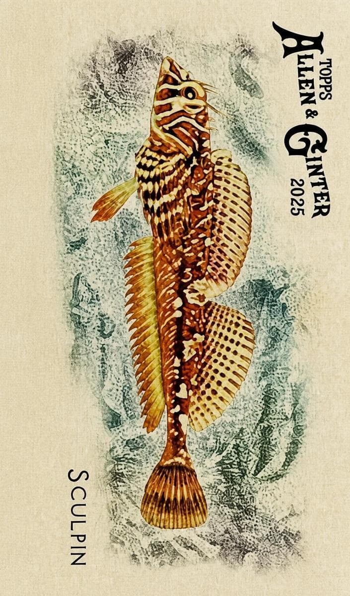 Sculpin 2025 topps Allen & Ginter