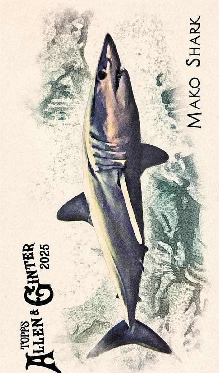 Mako Shark 2025 topps Allen & Ginter