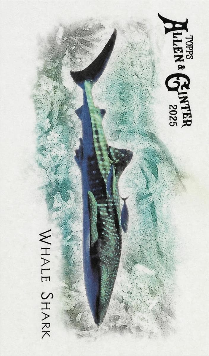 Whale Shark 2025 topps Allen & Ginter