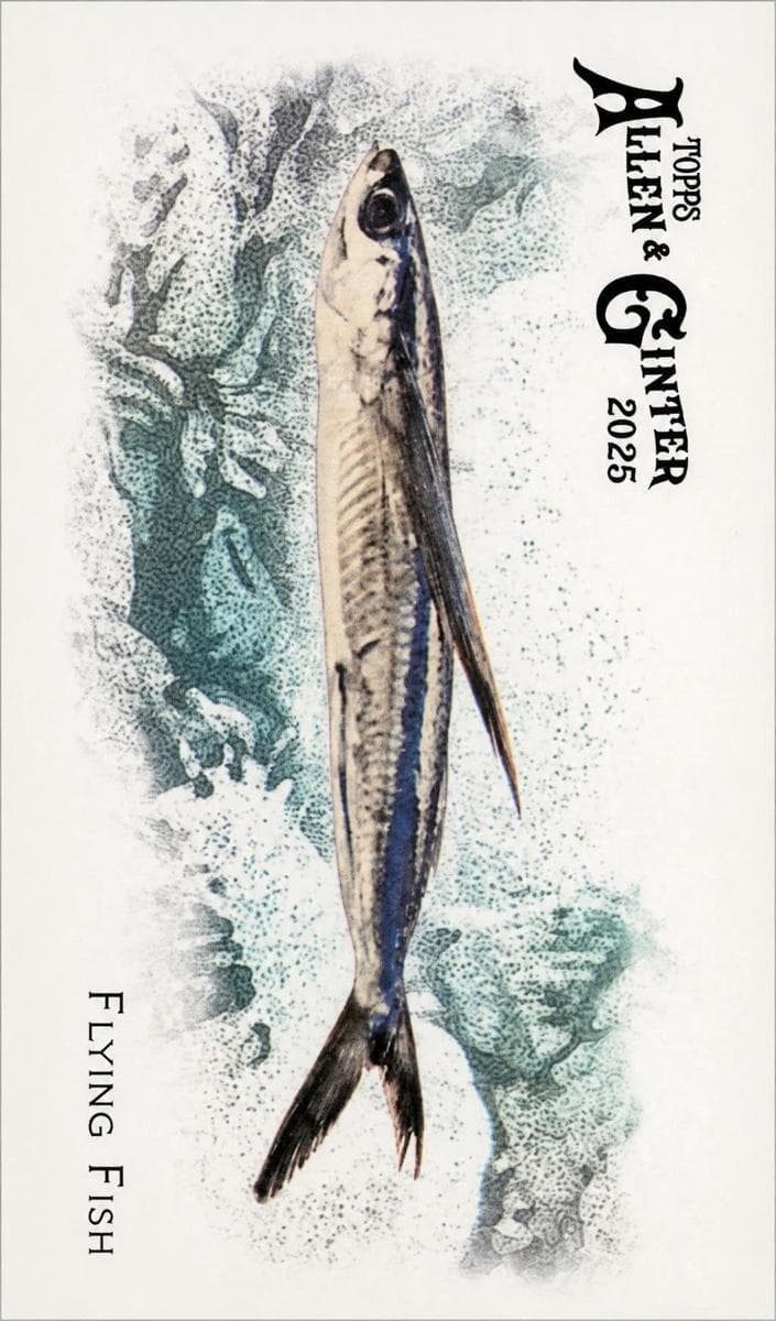 Flying Fish 2025 topps Allen & Ginter
