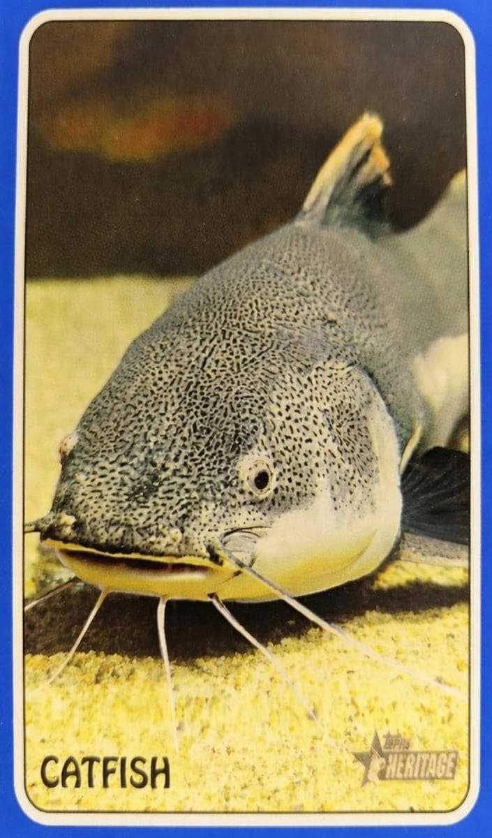 Catfish 2024 topps Topps Heritage