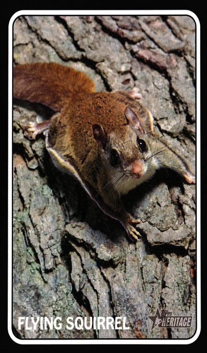 Flying Squirrel trading card