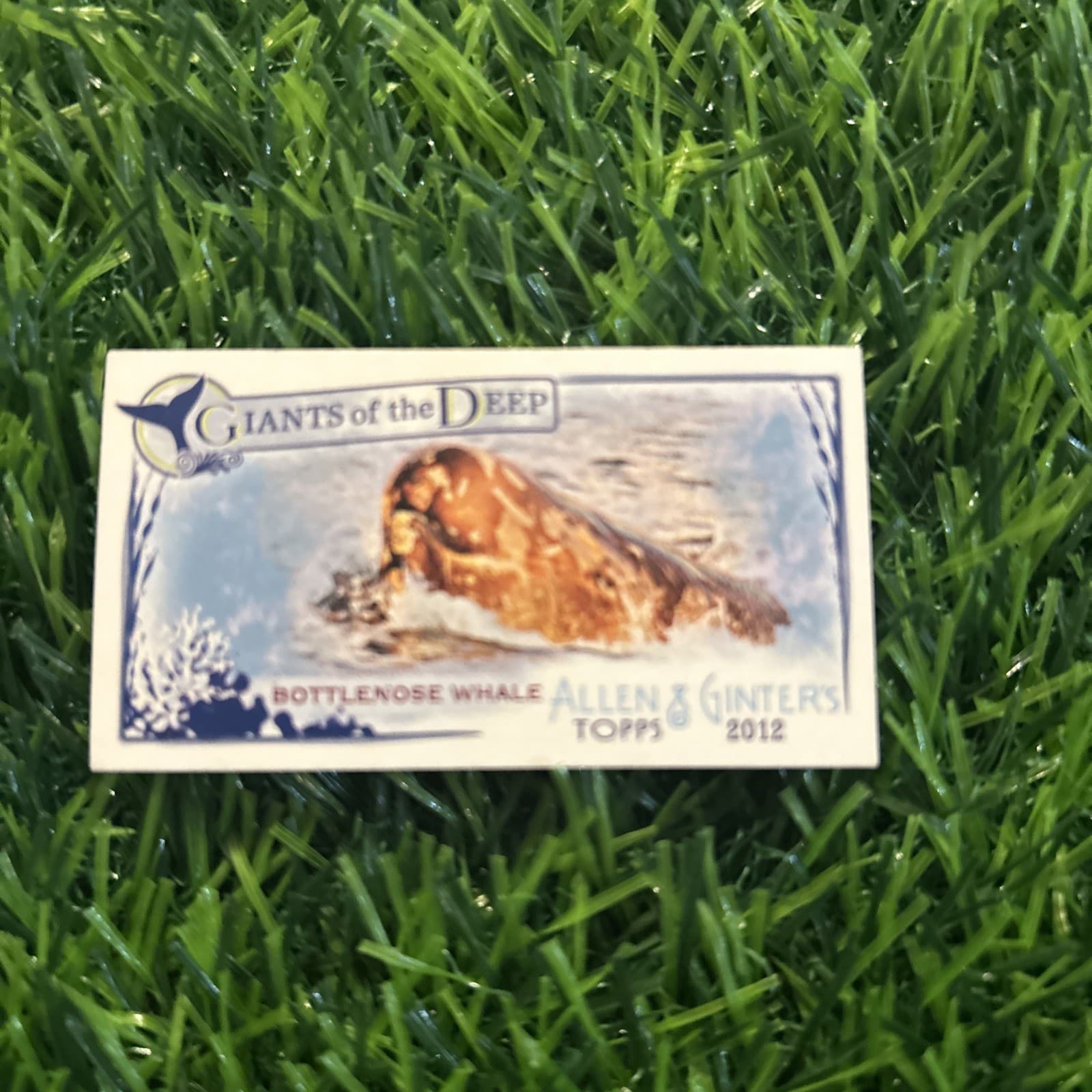 Deep Minis Bottlenose 2012 Topps 2012 Topps