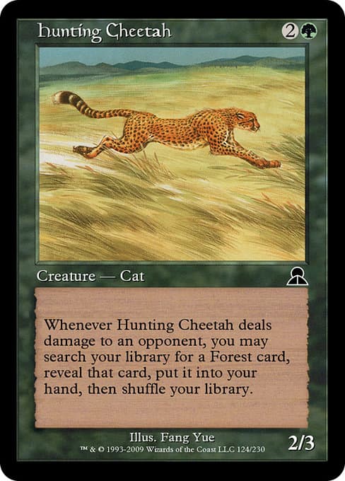 Hunting Cheetah #134