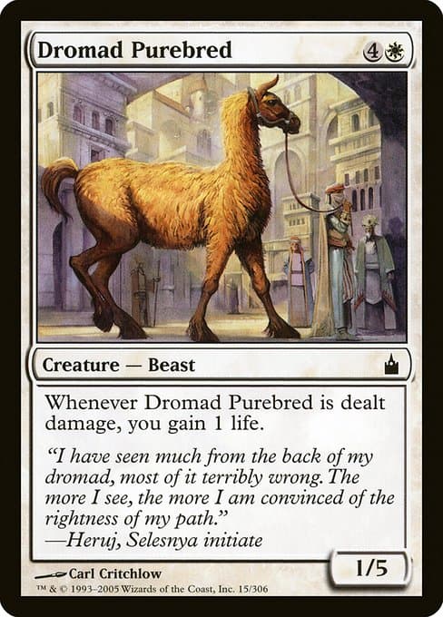 Dromad Purebred #15